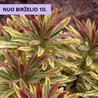 Karpažolė (Euphorbia x martinii) 'Ascot Rainbow'